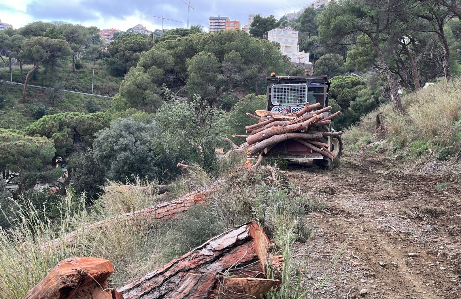 Un tractor retira troncs de pi caiguts en un camí del parc de Collserola